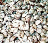 Ngao 2 cồi