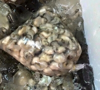 Hàu sữa