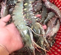Tôm sú biển tươi
