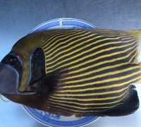 Cá nanh heo