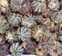 Nhum sọ