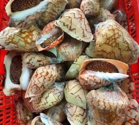 Ốc giác đen