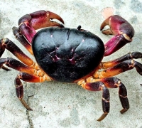 Cua dẹp
