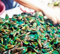 Vẹm xanh