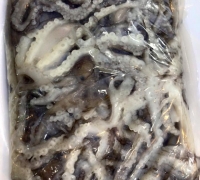 Bạch tuộc nước lợ