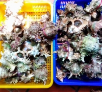 Ốc gai trắng (ốc sư tử)