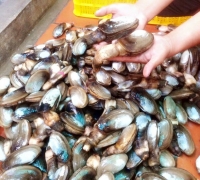 Tu hài vàng