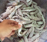 Sá sùng cát trắng