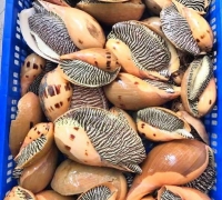 Ốc giác vàng