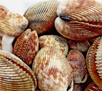 Sò dương