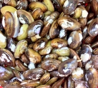 Sò phi (phi gò)