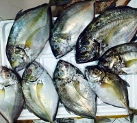 Cá khế